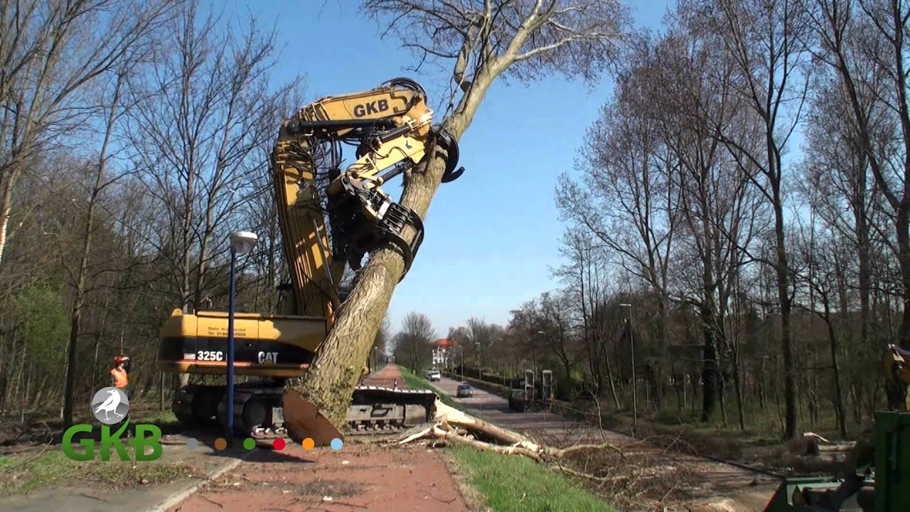 bomen rooien Hoek van Holland