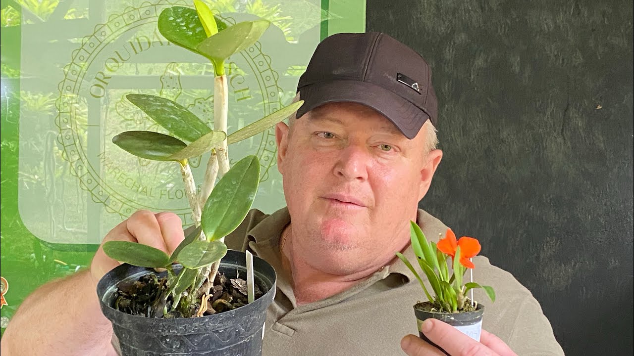 Mudas de Orquídeas à Venda | NOVIDADES!