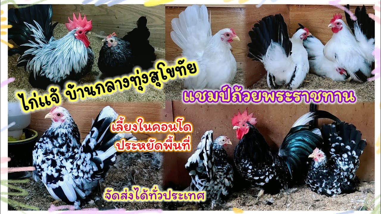 ไก่แจ้ บ้านกลางทุ่งสุโขทัย จ.สุโขทัย แชมป์ถ้วยพระราชทาน เลี้ยงในคอนโดประหยัดพื้นที่