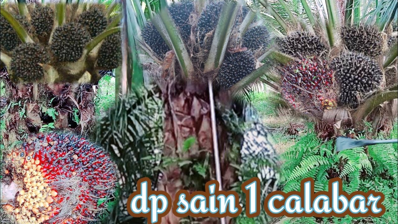 DP sain 1calabar bibit unggul asli dari riau #bibitunggul #sawit #dpsain #ppks