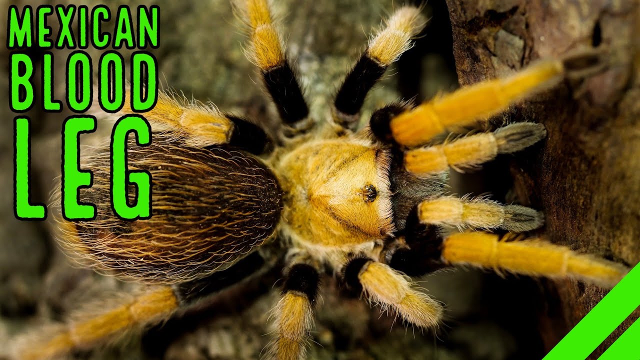 Мексиканский тарантул крови (Aphonopelma bicoloratum) Информация и уход