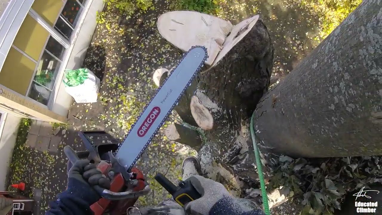 Learning Crane Cuts: Huge Crane Tree Removal, Part 2