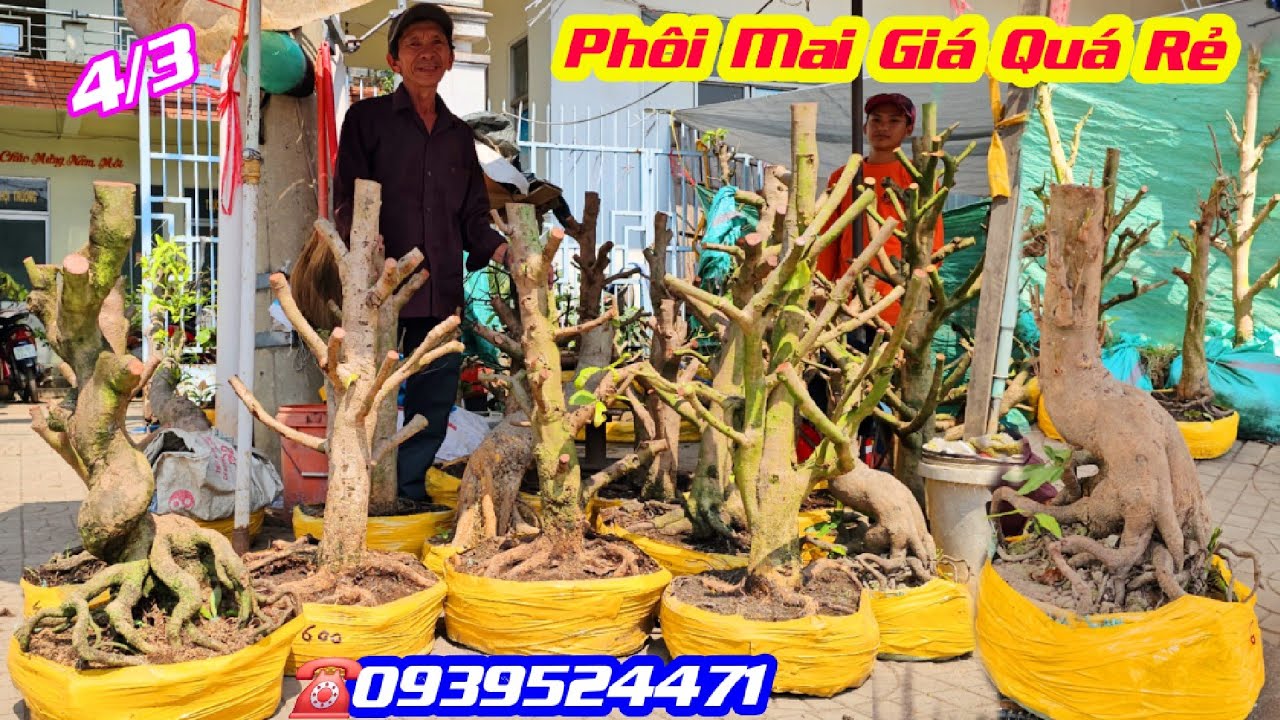 #0939524471, Chào Bán 4/3, Phôi Mai Vàng Đế Đẹp, Chi Cành Đều, hoành từ 26_35/ Giá Rẻ/ CS Cần Thơ