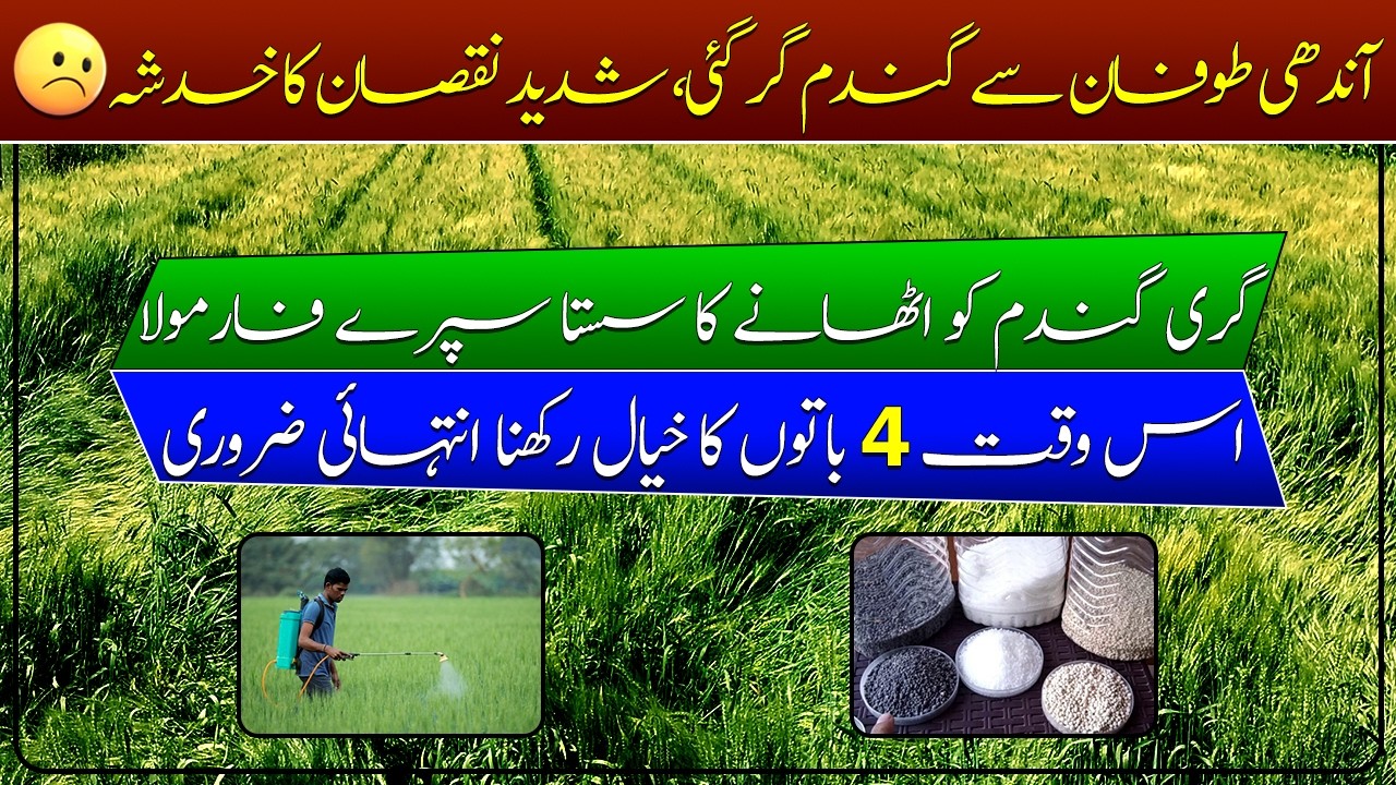 How to recover lodged wheat crop|Rain impact on wheat| wheat crop managementبارش سے گری گندم کا حل؟|