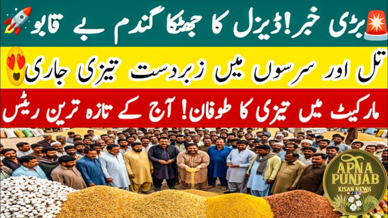 Today Wheat Price in Punjab 2026 | Munji, Maize, Till, Sarson, Cotton | Galla Mandi Rate Today 