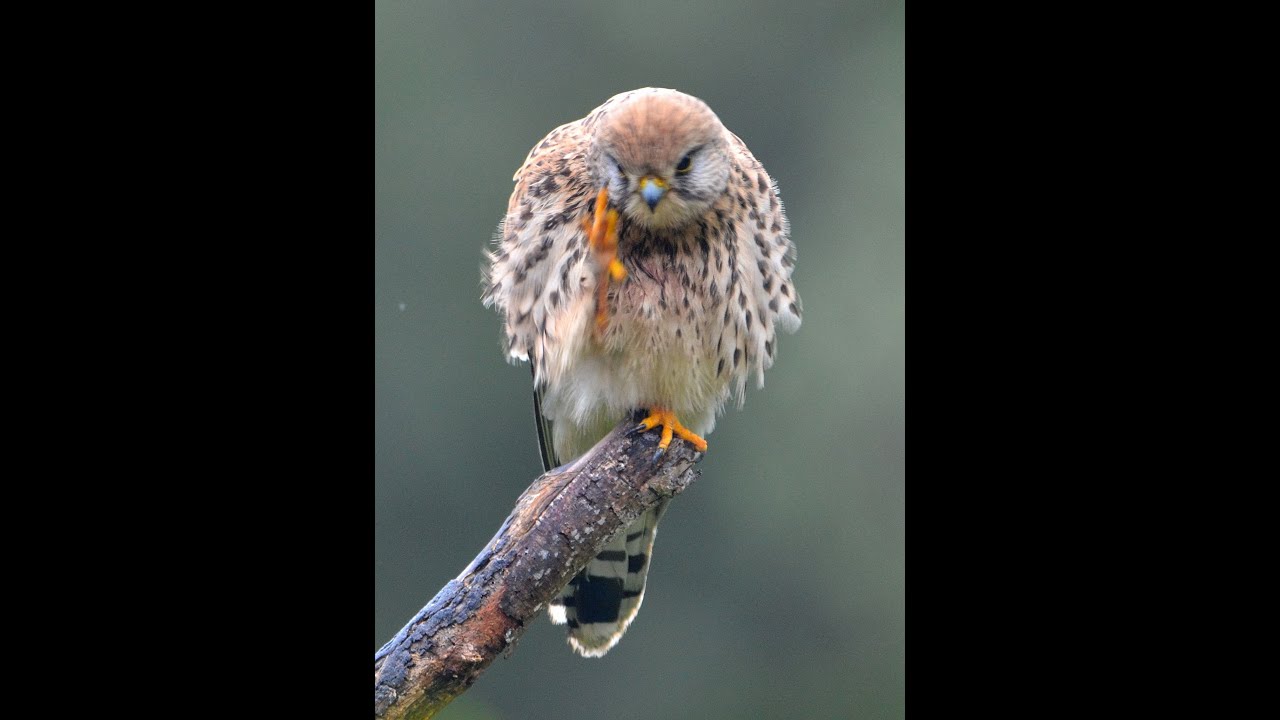 Les oiseaux du jardin ,noms ,cris et chants