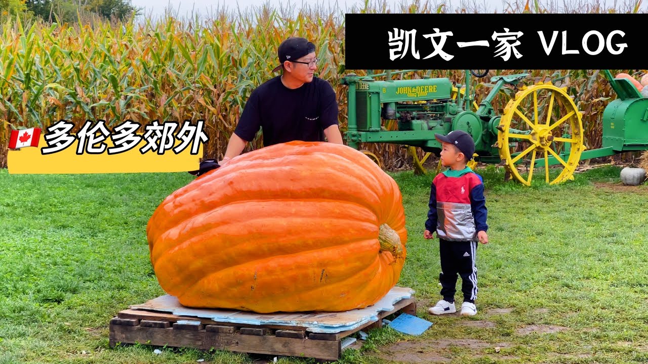 【VLOG#37】多伦多最美农场｜上千个南瓜｜巨大的玉米地迷宫｜Downey's Farm｜太古广场永合烧烤大排档｜加拿大多伦多日常生活vlog