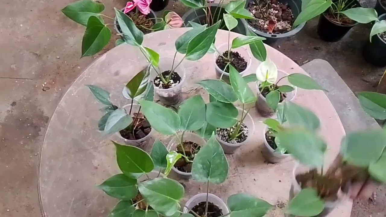 වාසි ම පොඩි පැල පැකේජ් එකක් ගෙනාවා 🥰😍