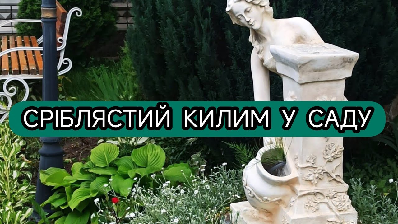 Сріблястий килим у саду: все про вирощування ясколки білої.