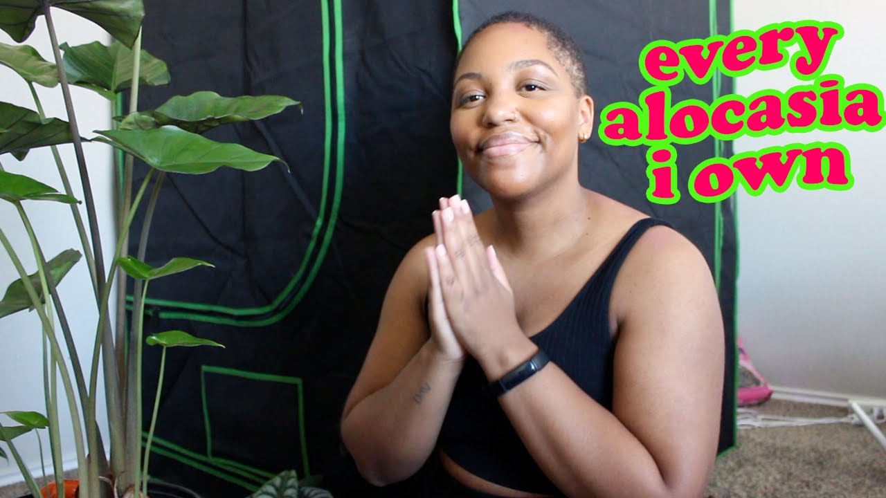 every alocasia i own: the good, the bad, and the ugly