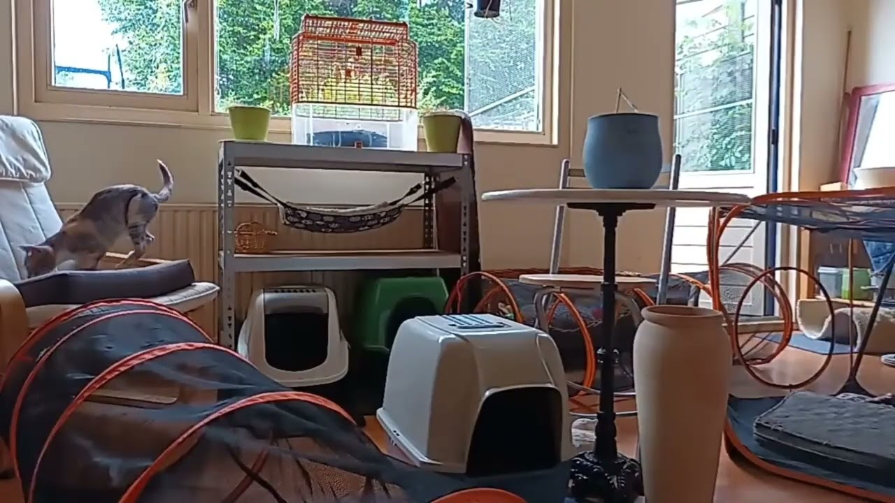 cats, gardenroom livestream clips 2