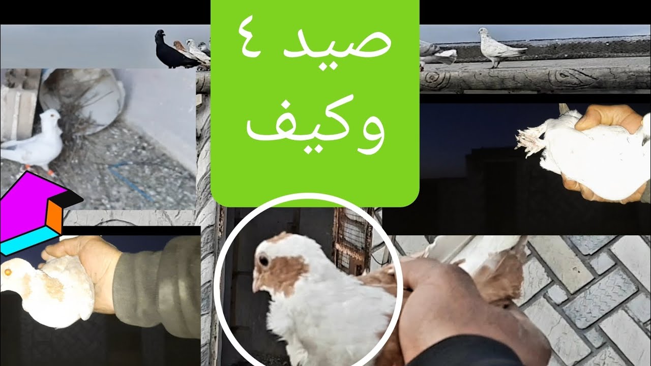 حلقة صيد ٤ ولكن شو عملت وشو عم زق وكيف الكش