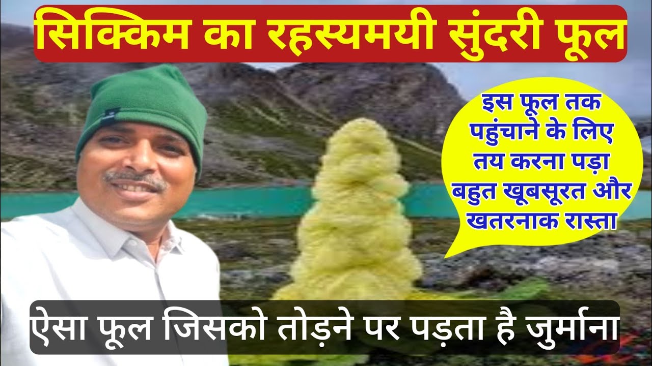 Amazing Flower of Sikkim | सिक्किम सुंदरी फूल | दुनिया का सबसे अनोखा फूल | Rare Himalayan Plant