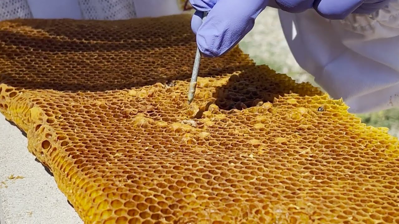 AFB (American Foulbrood) Ropiness Test (Disclaimer  - video content may be disturbing to some).