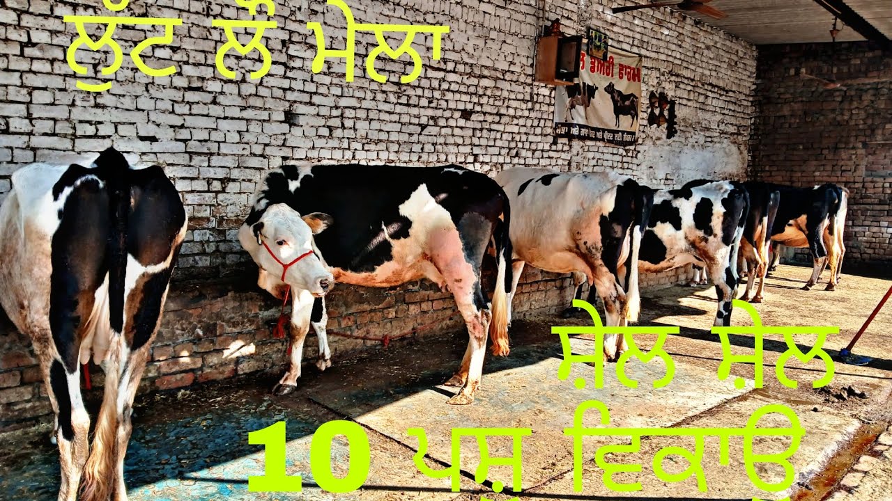 Cont.98881 06784,,8146836784#cow #murraha #baffalo #farming #bullfarm#animals#farm#bull    