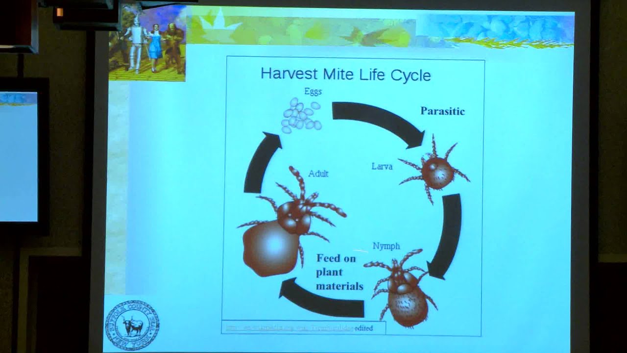 The Land of Oz: Spiders and Chiggers and Ticks, Oh My!