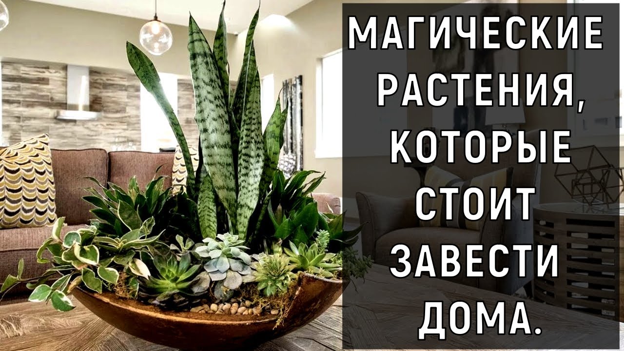 МАГИЧЕСКИЕ РАСТЕНИЯ, КОТОРЫЕ СТОИТ ЗАВЕСТИ ДОМА. Магические свойства растений. Магия растений.