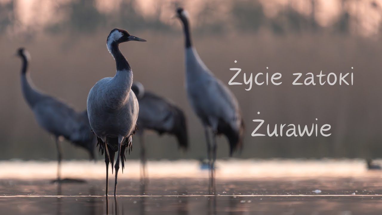 Życie zatoki żurawie // fotografia przyrodnicza // sony a1 // sony 200-600 // polska przyroda //