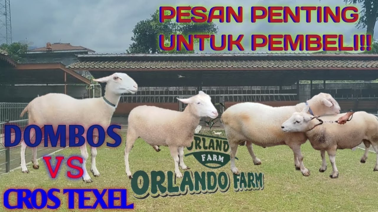 PERBEDAAN DOMBOS, CROS TEXEL, DAN TEXEL FULLBLOOD
