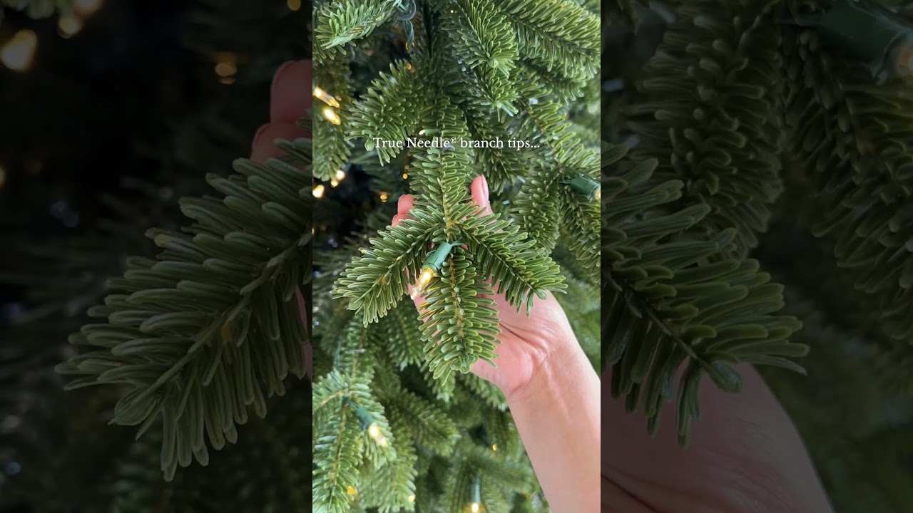 The BH Fraser Fir #balsamhillau