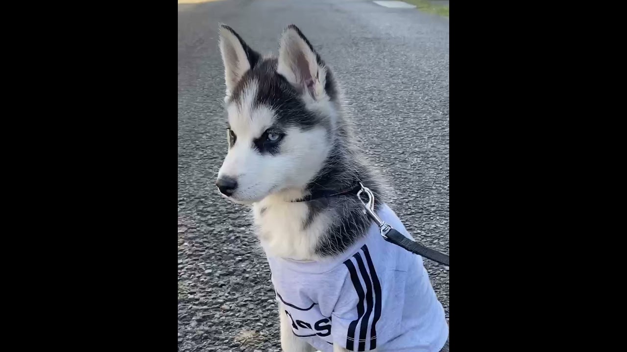 Husky & Alpha…