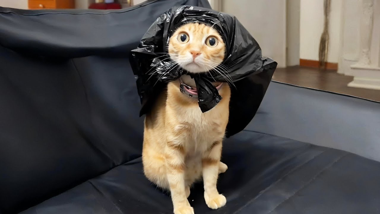 New Funniest Cats Clips 2026😼Try Not To Laugh😜 #70