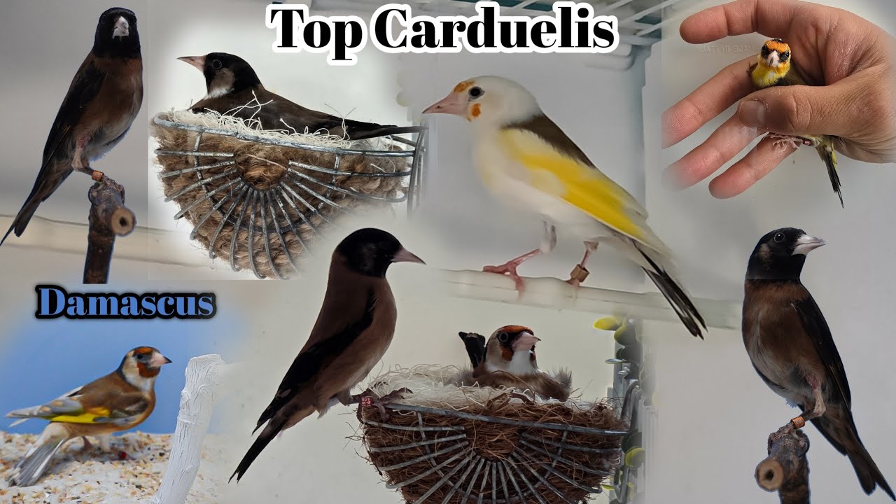Пример пар 🦅 Дамаск ⁉️ + важный совет 😉👍👍🏼👍🏿