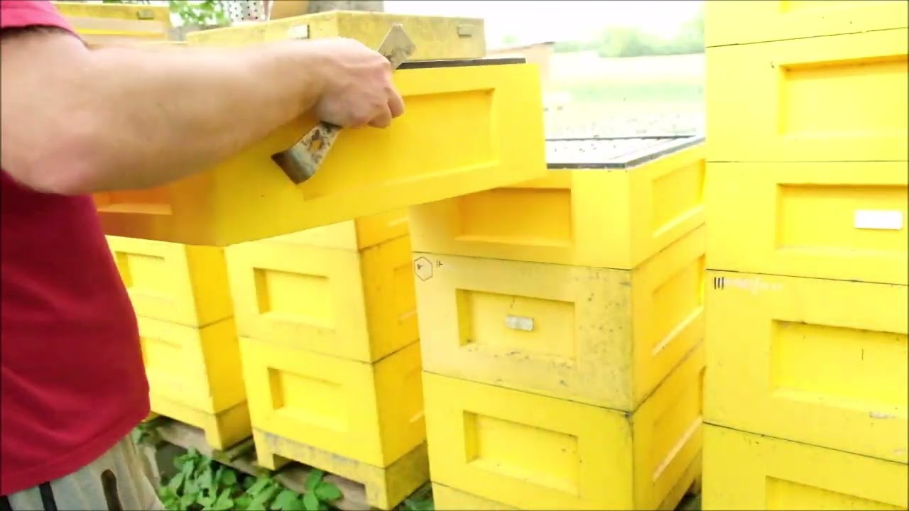 Stav včelstev před koncem řepky. 5.5.2024