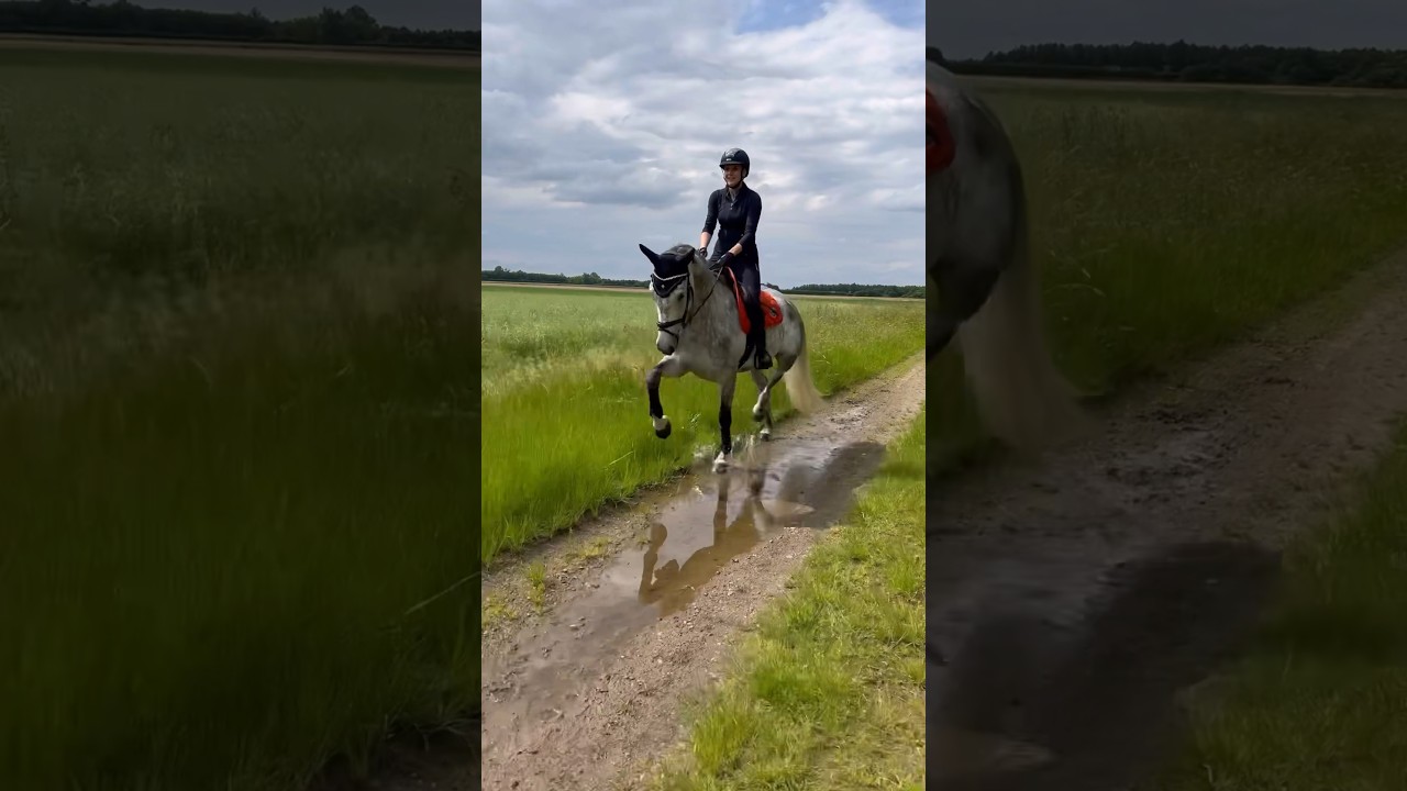 Dressur oder Springpferd ? #pferd #equestrian