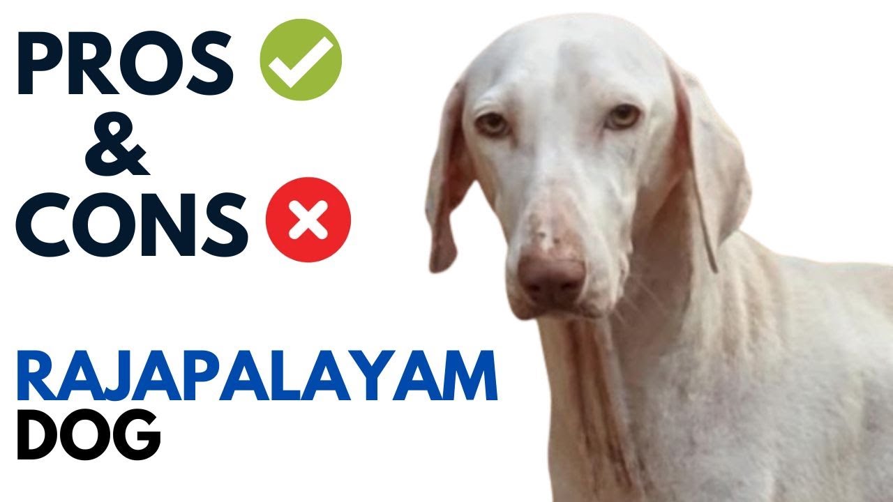 Rajapalayam Dog Pros and Cons | Rajapalayam Dog Advantages and Disadvantages