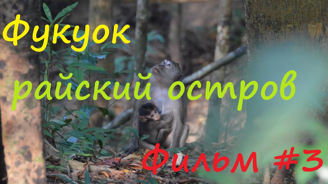 Национальный парк Фукуок на острове Фукуок во Вьетнаме. Или где посмотреть обезьянок?