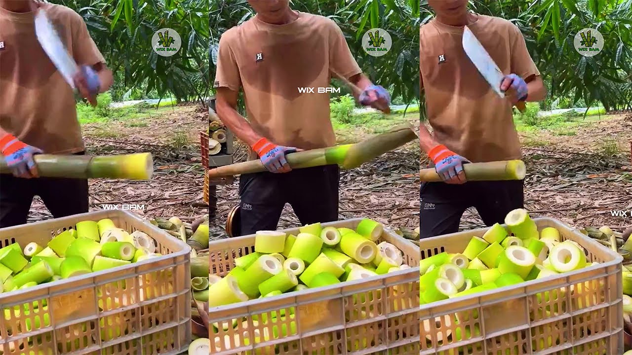 How To Cutting Bamboo Shoot Professional P341