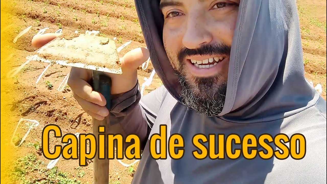 Capina da soja Edamame