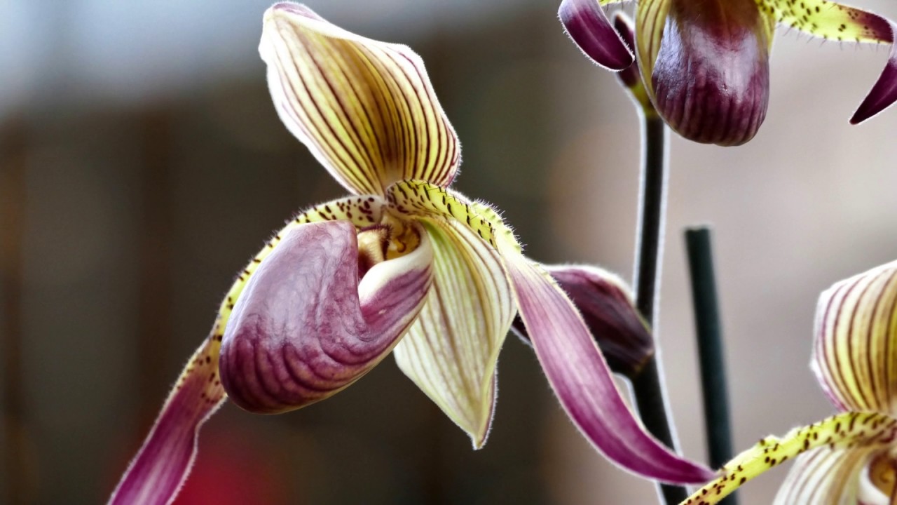 Manitoba Orchid Society - &ldquo;Spring into Orchids&rdquo; - 2017