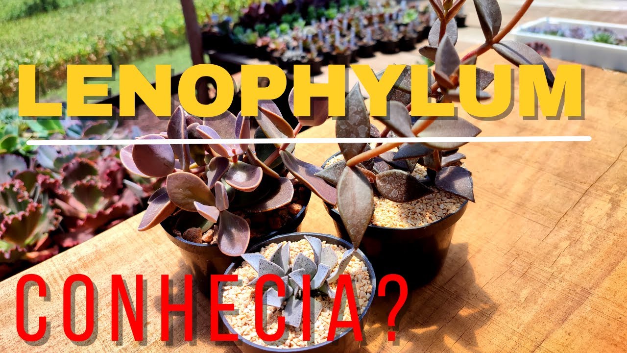 LENOPHYLLUM !!! CONHECE ESTE GÊNERO?