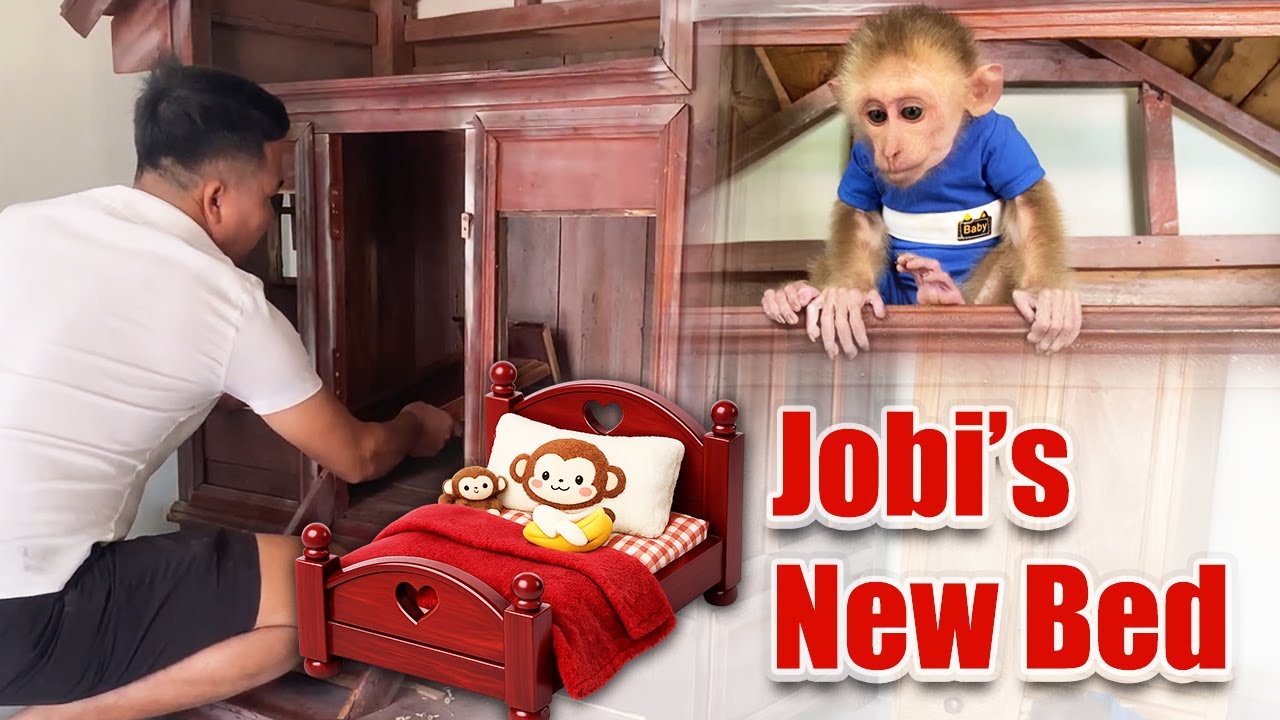 Renovating A House For JOBI The Monkey | Dad HUNG Creates A Super Cute Private Corner.