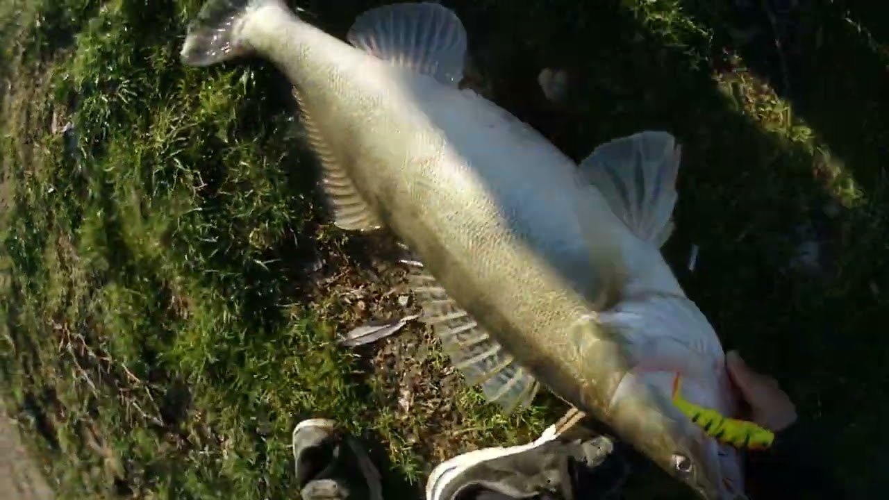 EDİRNE 5 KİLOLUK DEV TROFE SUDAK AVI 🎣