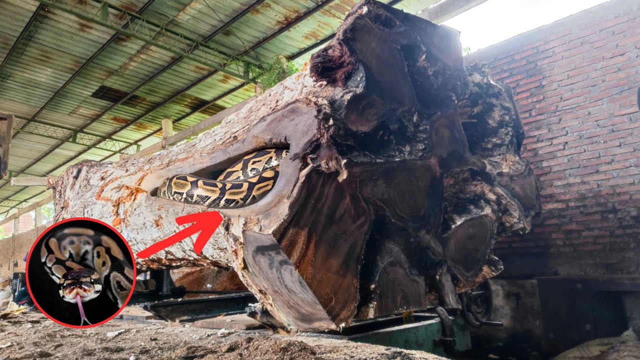 Trembesi Wood Milling in Houston ‼ The Incredible Machines Behind Perfect Timber Production