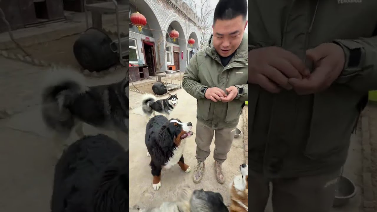 年前最后一次给狗狗称重驱虫拿铁和九菜太出乎我的意料了 #罗威纳黑豹 #高加索九菜 #伯恩山拿铁 #豫西狗场