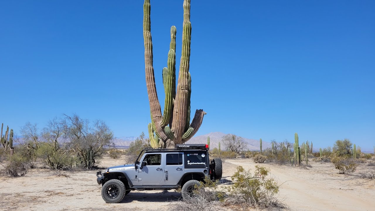 Valley of the Giant Cactus, San Felipe Baja