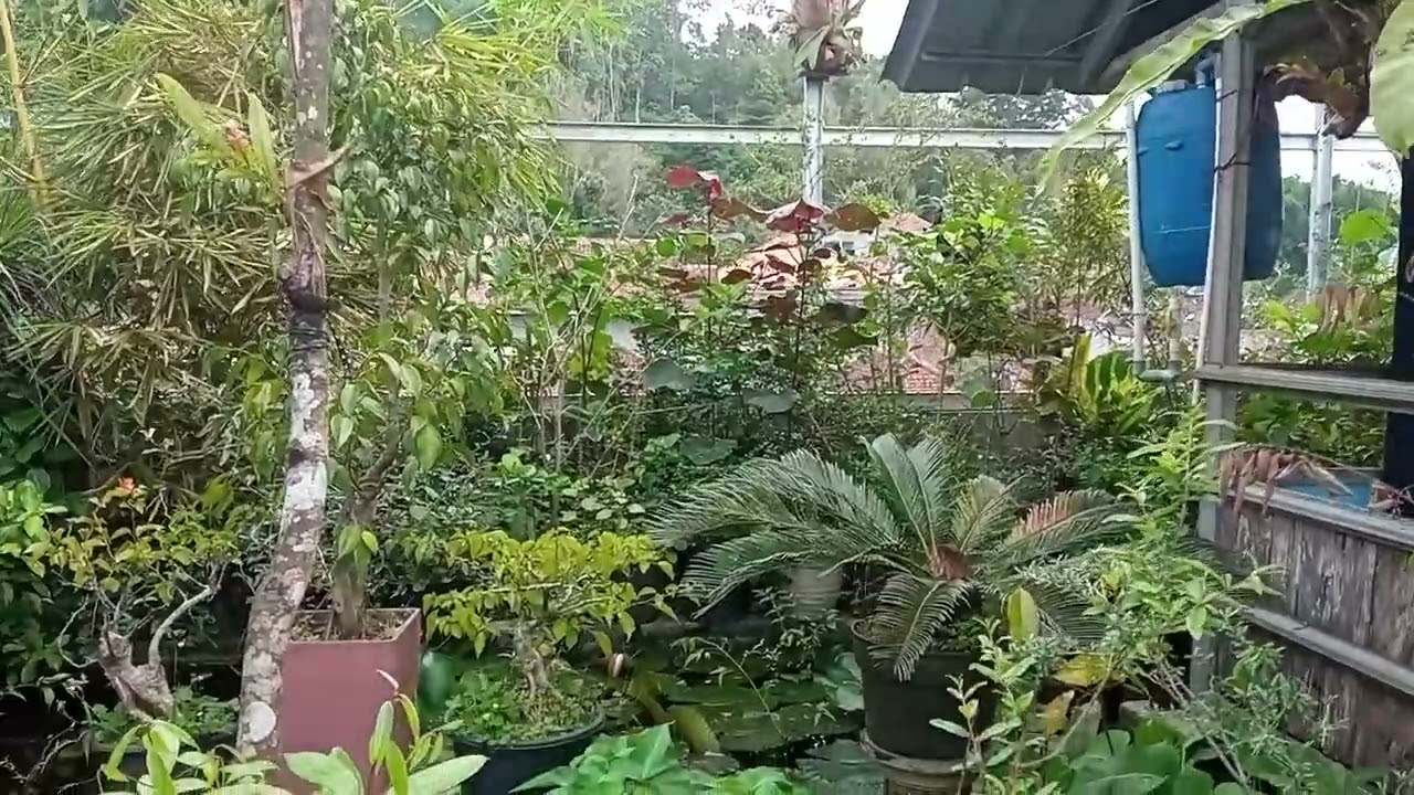 Suasana aviary di pagi hari