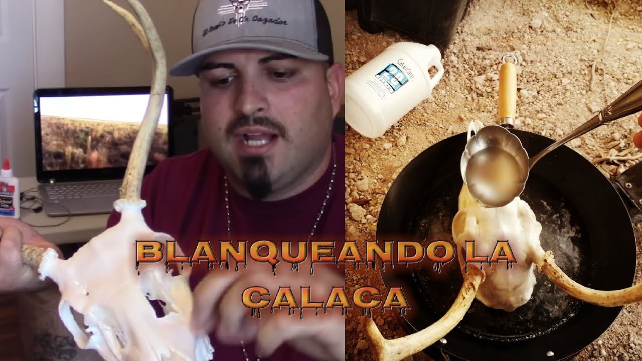 Como Blanquear la cabeza de Venado estilo Calaca