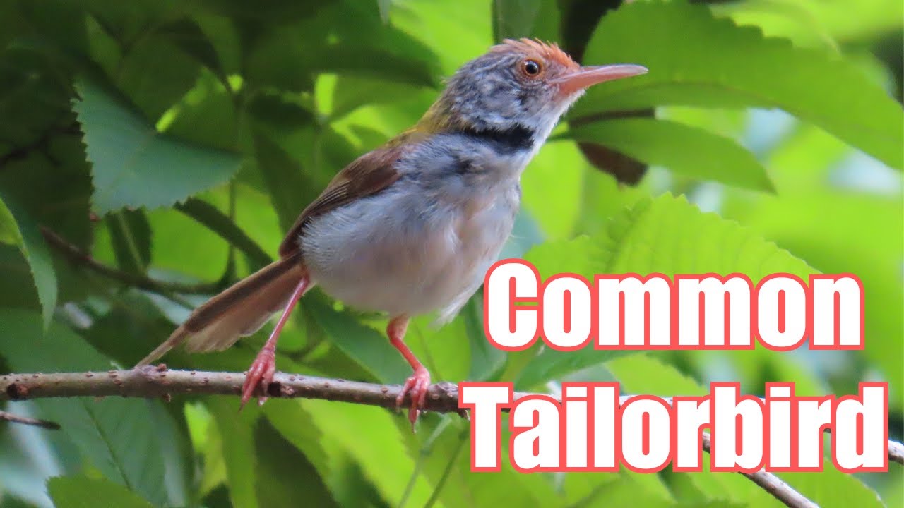 A Tiny Bird with a Big Reputation