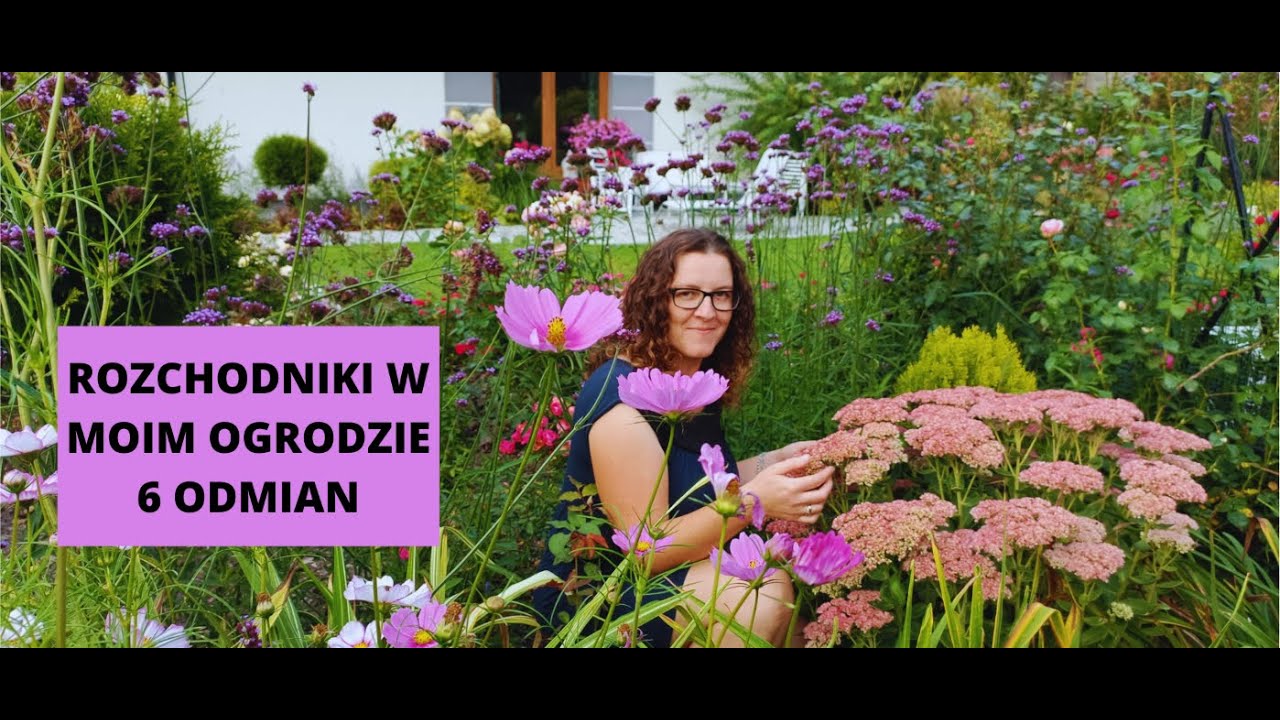 Rozchodniki -thunderhead  - dark magic - matrona - brillant - chocolate drop