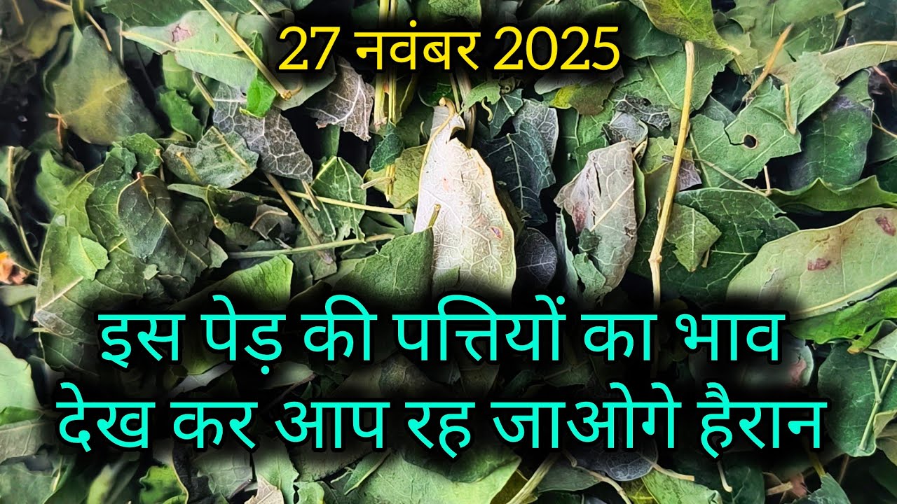इस पेड़ की पत्तियों का भाव देख कर आप रह जाओगे हैरान 😱 ।। Sanjay Dhakad ।। Neemuch Mandi 