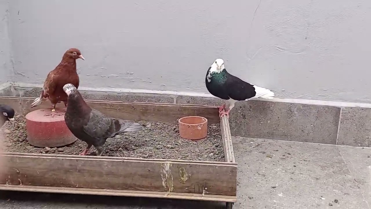 #donek#dolapci#kelebek #pigeon #birds