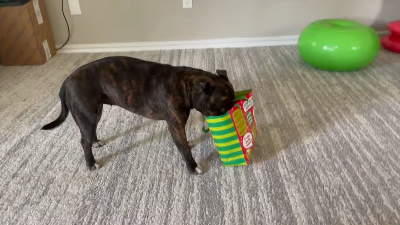 Staffordshire Bull Terrier patiently tries to open present