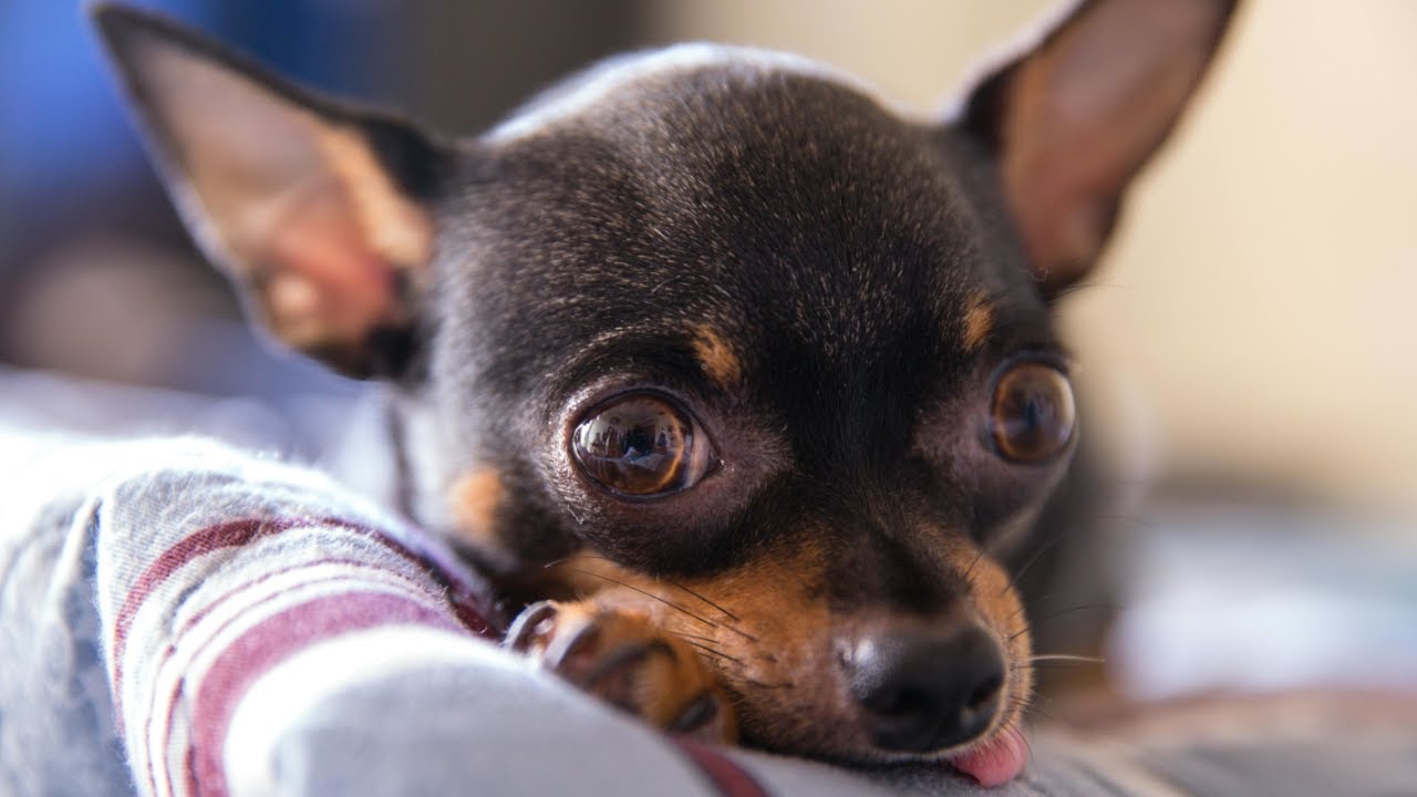 7 Heartfelt Vows Every Dog Makes to Their Family (You Never Knew!)