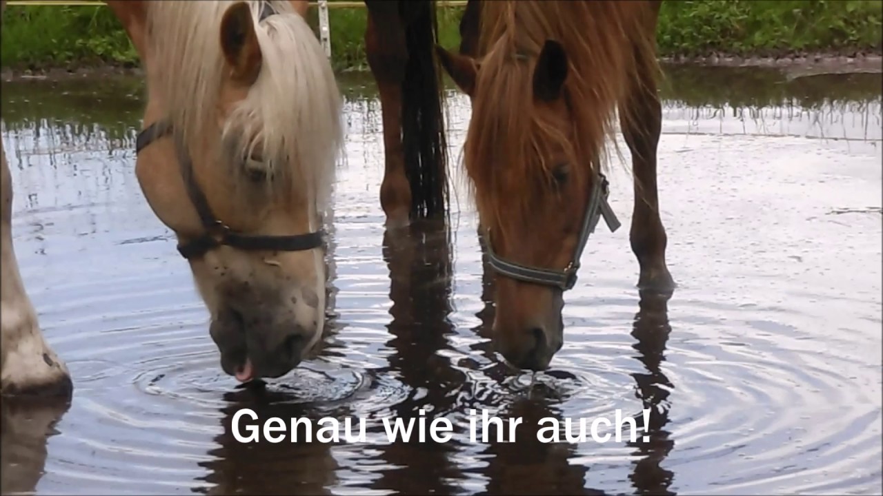 Wir sind Schulpferde und möchten euch was sagen!