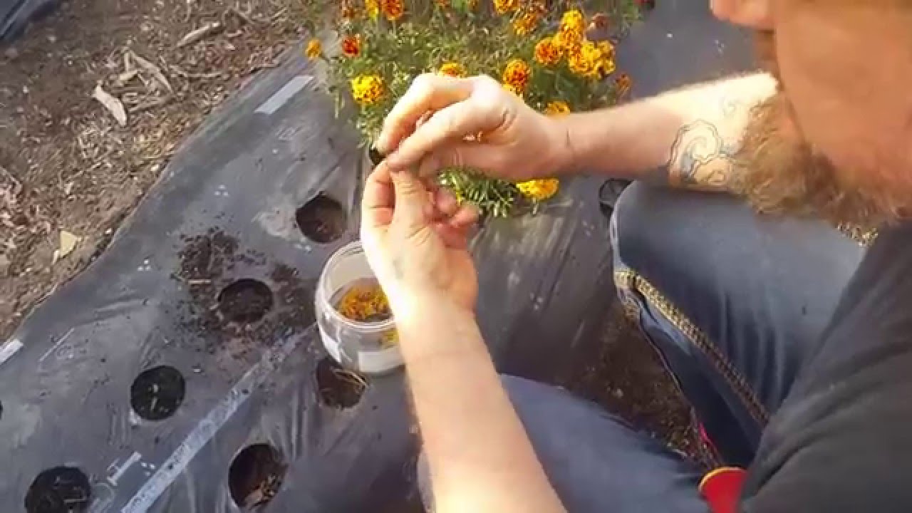 nematode protection: PLANT MARIGOLDS from seed